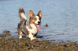 CORGI CARDIGAN 133